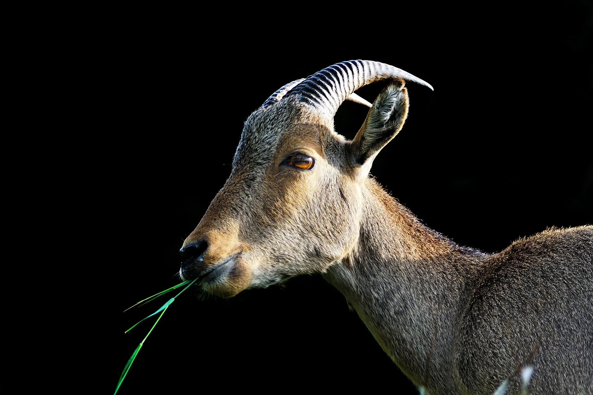 Topslip, Tamil Nadu