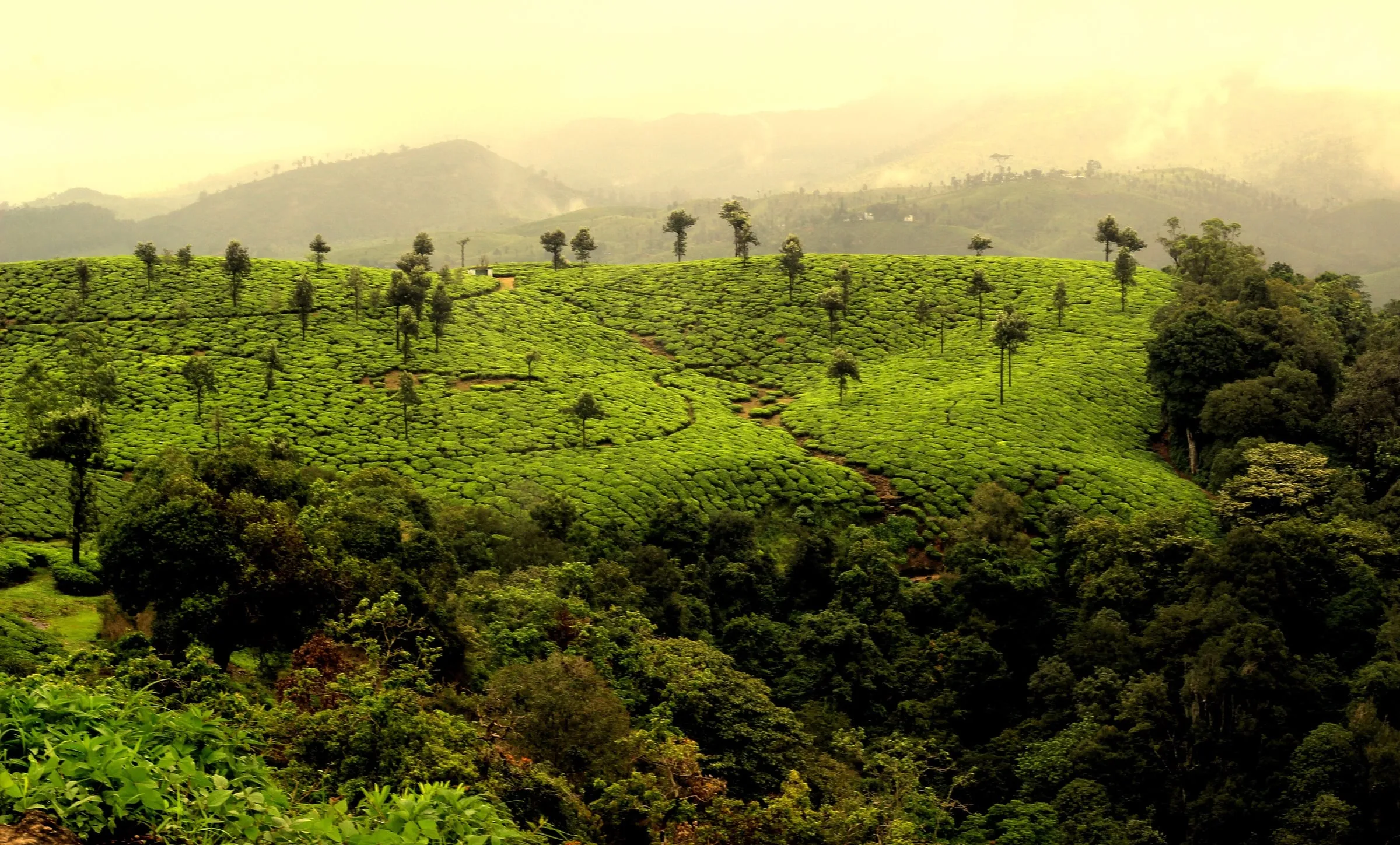 Valparai photo 2