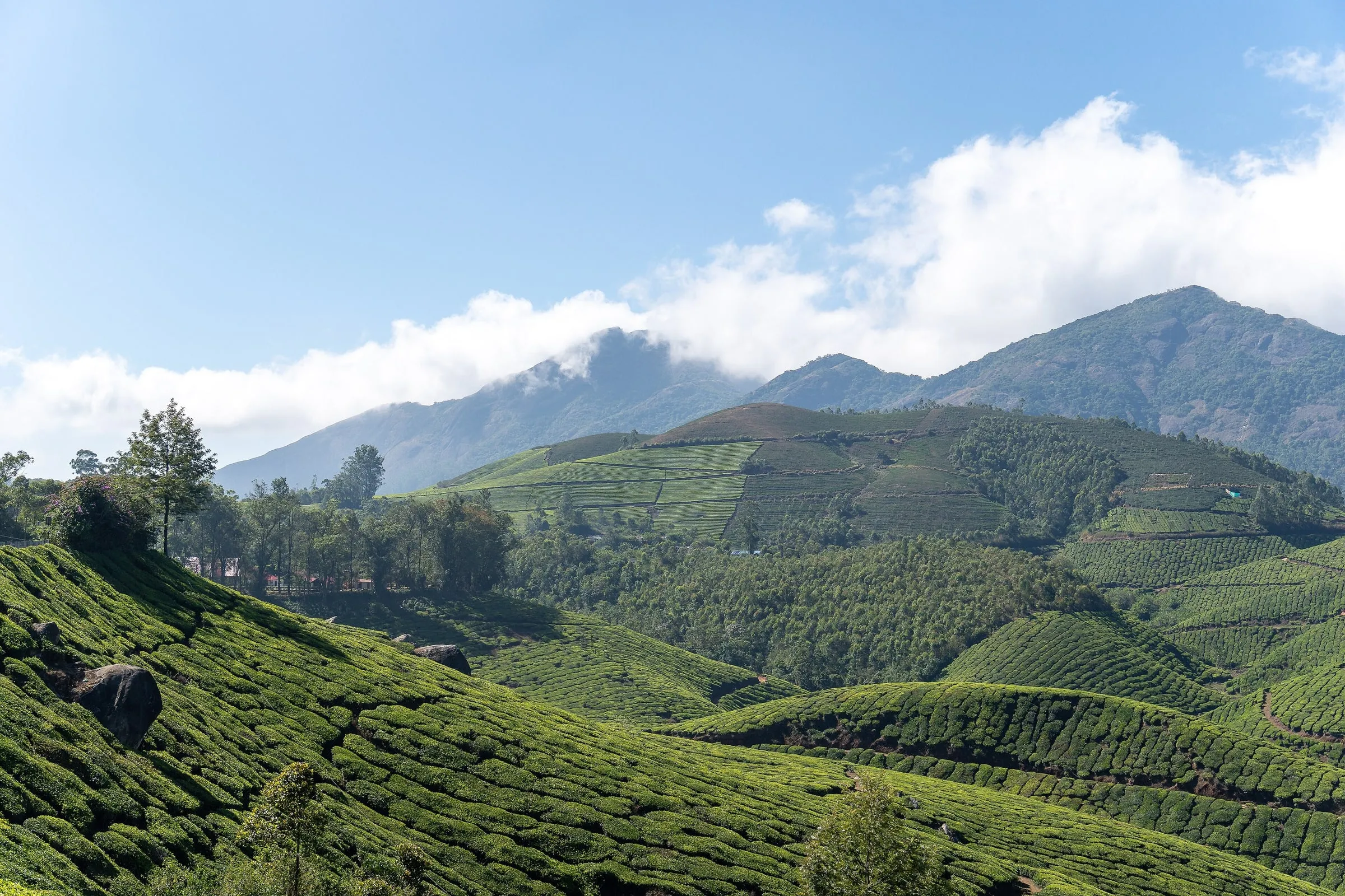 Munnar photo 2