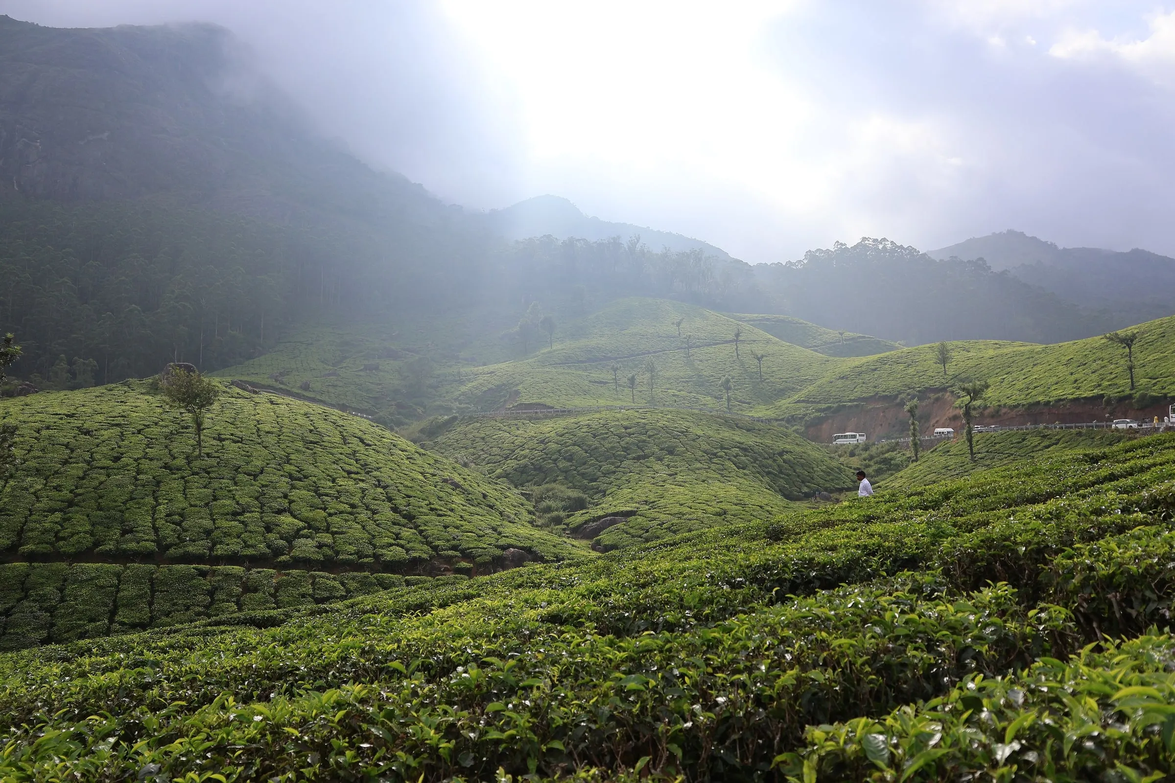 Munnar photo 4